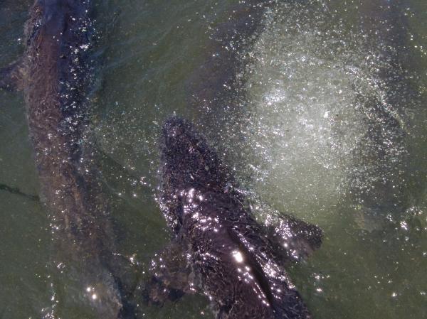 特稿｜254條中華鱘背后的守護(hù)人：年近七旬，苦撐15年