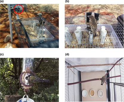 不光人臉識(shí)別，AI還能識(shí)鳥(niǎo)：歐洲團(tuán)隊(duì)首個(gè)模型準(zhǔn)確率90%