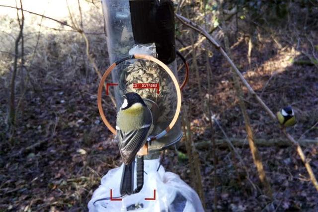 不光人臉識別，AI還能識鳥：歐洲團隊首個模型準(zhǔn)確率90%