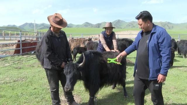 甘南牦牛戴上電子耳標(biāo) 開啟智慧養(yǎng)殖新時(shí)代