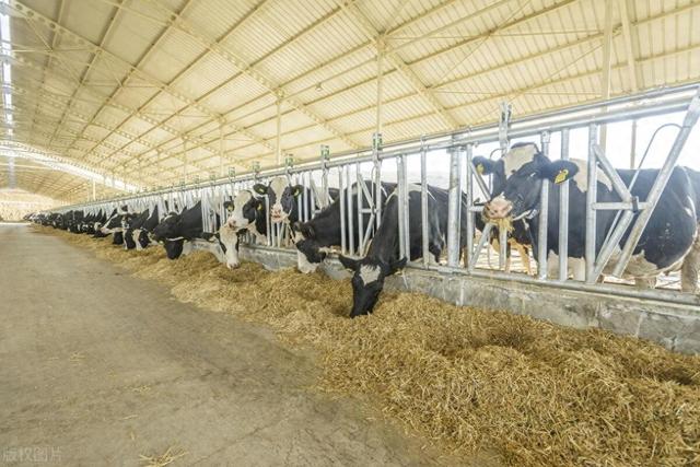 為什么RFID電子耳標(biāo)在畜牧養(yǎng)殖領(lǐng)域越來越受歡迎？