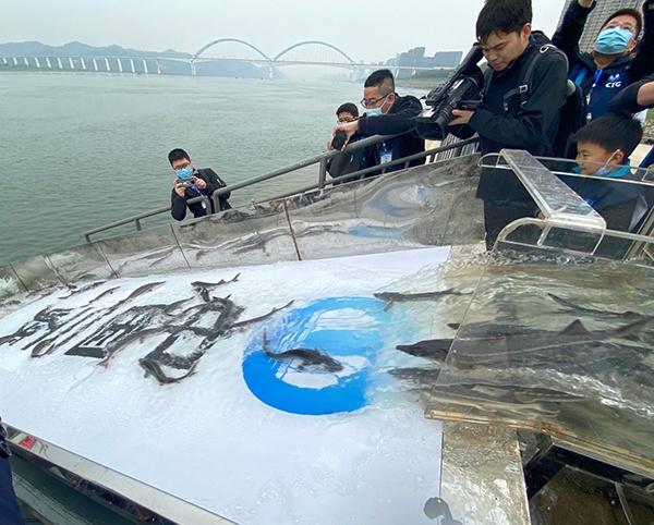 共抓長(zhǎng)江大保護(hù) 1萬(wàn)尾大規(guī)格“子二代”中華鱘放歸長(zhǎng)江