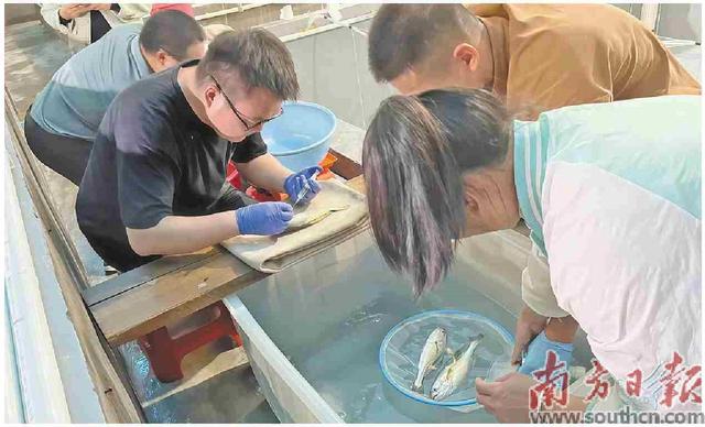 硇洲族大黃魚“添丁”記