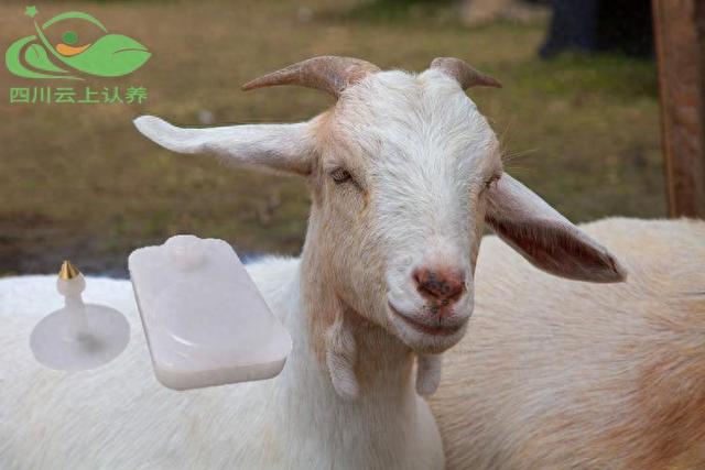 豬牛羊牲畜智能耳標的用處和功能詳細介紹！