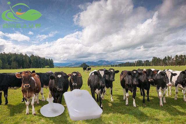 豬牛羊牲畜智能耳標的用處和功能詳細介紹！