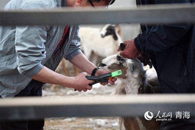 向新又上新！藏羊有了“身份證”