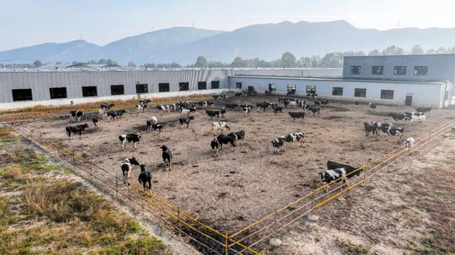 西寧這里 “牛”勁十足～
