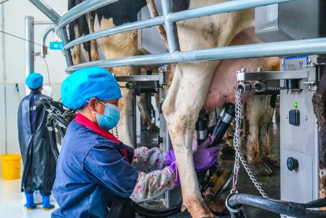 西寧這里 “牛”勁十足～