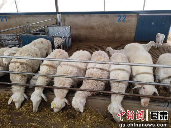 中新武威觀 | 古浪打造肉羊育種“芯片”奏響富民牧歌