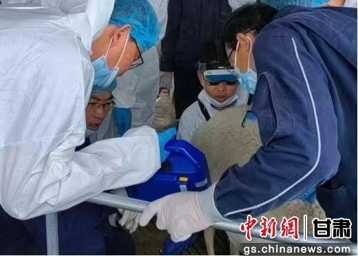 中新武威觀 | 古浪打造肉羊育種“芯片”奏響富民牧歌