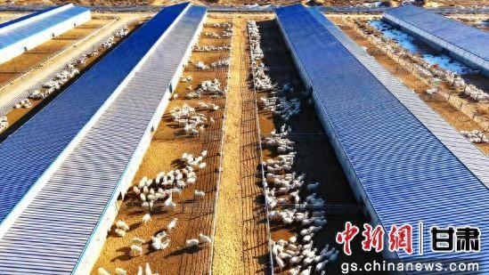 中新武威觀 | 古浪打造肉羊育種“芯片”奏響富民牧歌