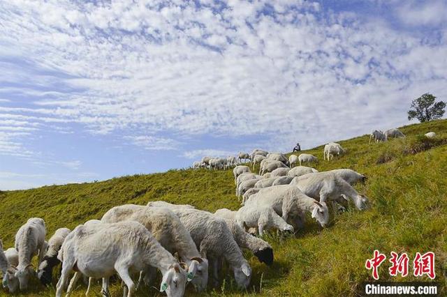 食在東鄉(xiāng)：手抓羊肉的“老食譜”與“新賬本”